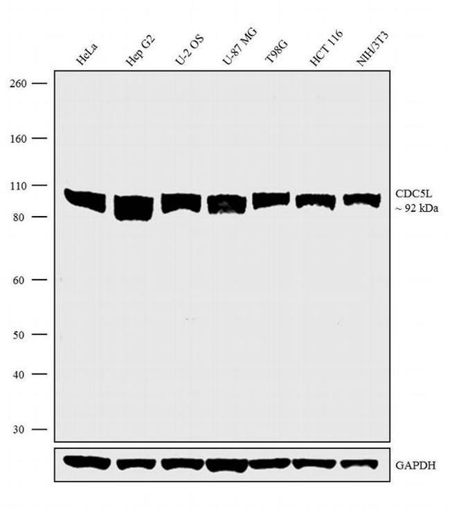 Cdc5L Antibody in Western Blot (WB)