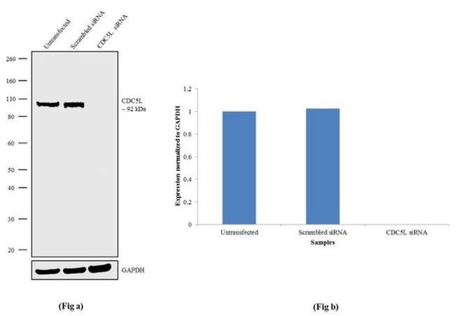 Cdc5L Antibody in Western Blot (WB)