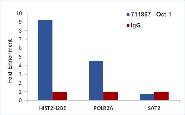 OCT1 (POU2F1) Antibody