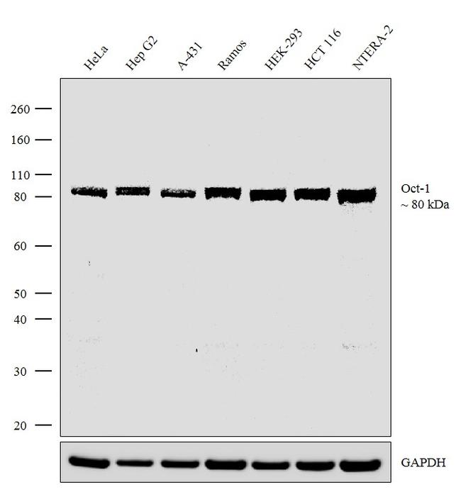 OCT1 (POU2F1) Antibody in Western Blot (WB)