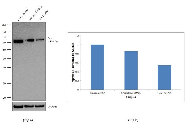 OCT1 (POU2F1) Antibody in Western Blot (WB)