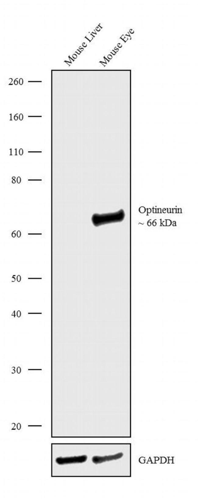 Optineurin Antibody