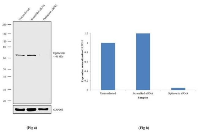 Optineurin Antibody