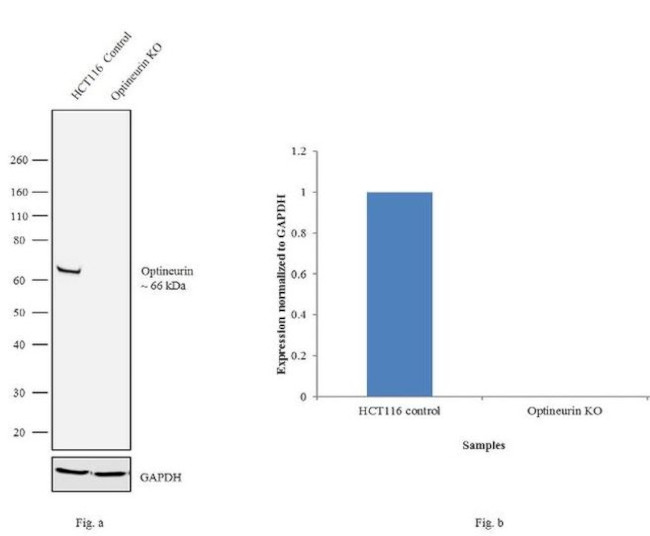 Optineurin Antibody