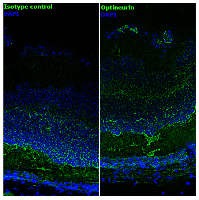 Optineurin Antibody in Immunohistochemistry (Frozen) (IHC (F))