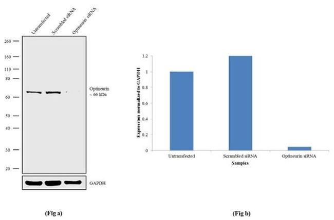 Optineurin Antibody in Western Blot (WB)