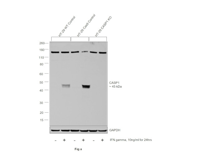 Caspase 1 Antibody