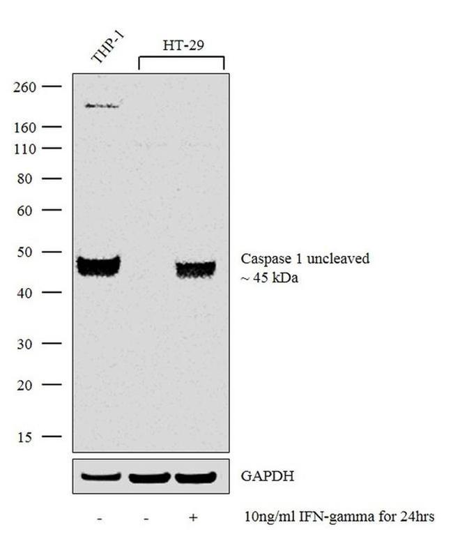 Caspase 1 Antibody