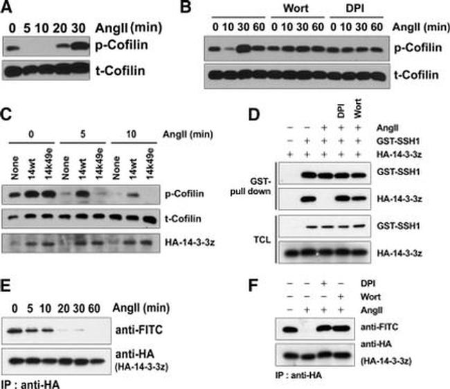 FITC Antibody in Western Blot (WB)