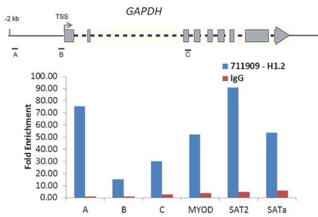 Histone H1.2 Antibody