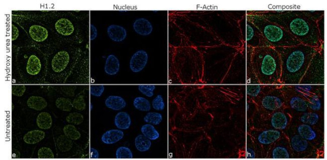 Histone H1.2 Antibody in Immunocytochemistry (ICC/IF)