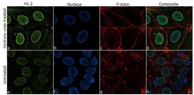 Histone H1.2 Antibody