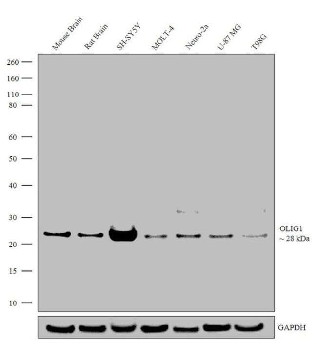 OLIG1 Antibody