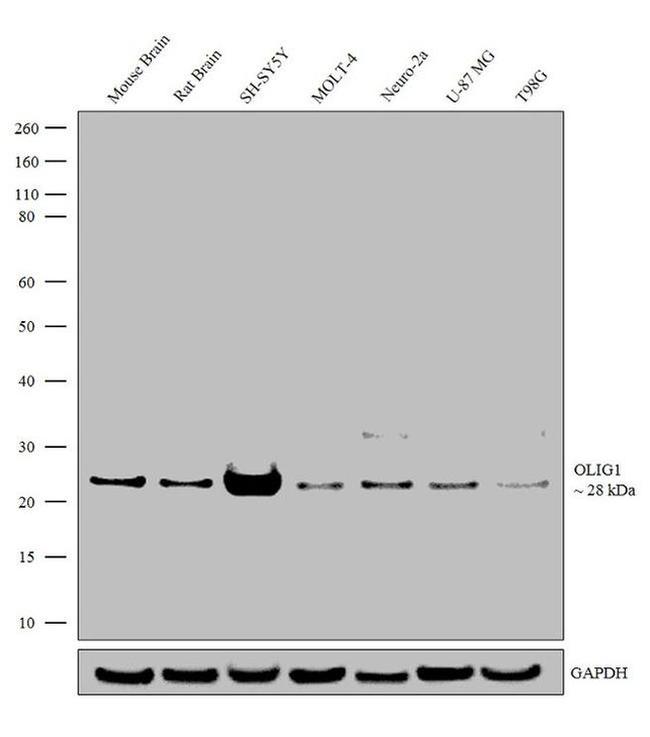 OLIG1 Antibody in Western Blot (WB)