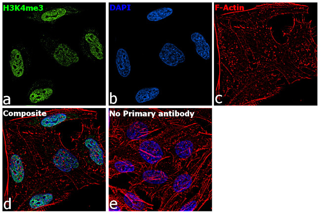 H3K4me3 Antibody in Immunocytochemistry (ICC/IF)