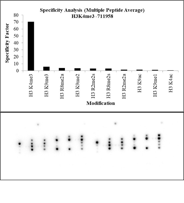 H3K4me3 Antibody in Peptide array (ARRAY)