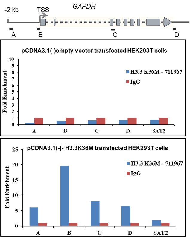 H3.3 K36M oncohistone mutant Antibody in ChIP Assay (ChIP)