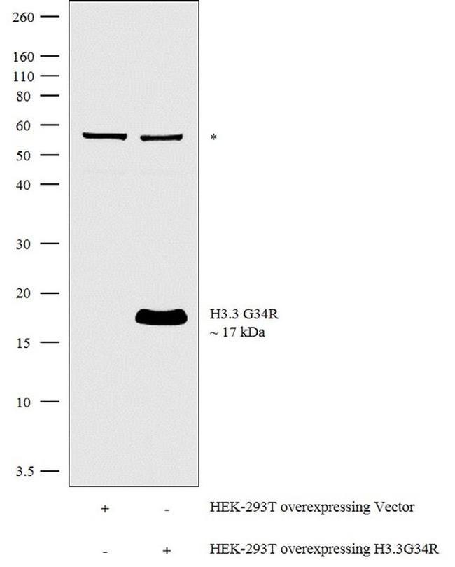 H3.3 G34R oncohistone mutant Antibody in Western Blot (WB)