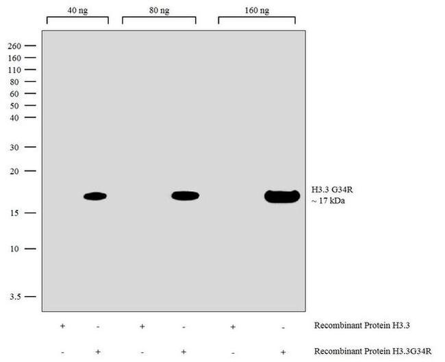 H3.3 G34R oncohistone mutant Antibody in Western Blot (WB)