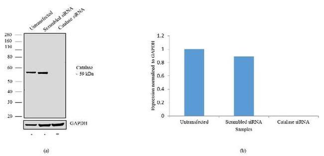 Catalase Antibody in Western Blot (WB)