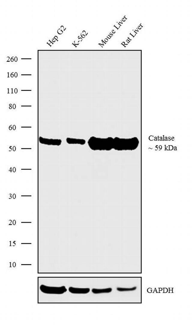 Catalase Antibody in Western Blot (WB)