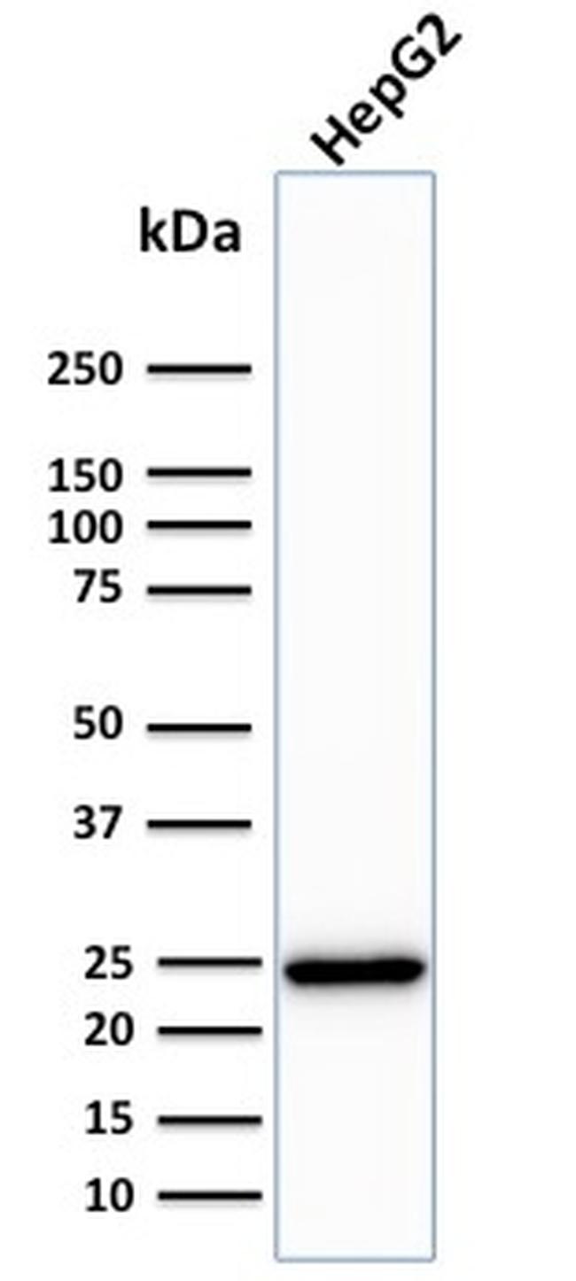 C1QA/Complement C1q A-Chain Antibody in Western Blot (WB)