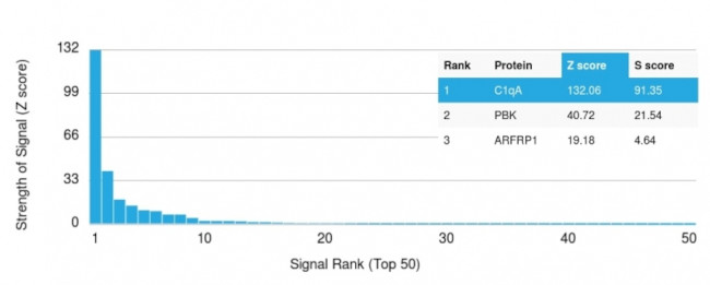 C1QA/Complement C1q A-Chain Antibody in Peptide array (ARRAY)