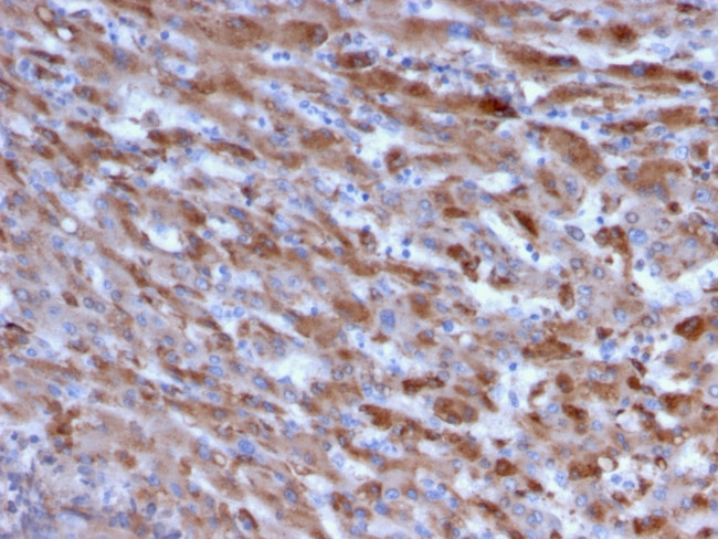 C1QA/Complement C1q A-Chain Antibody in Immunohistochemistry (Paraffin) (IHC (P))