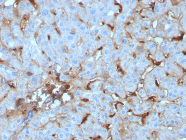 C1QA/Complement C1q A-Chain Antibody in Immunohistochemistry (Paraffin) (IHC (P))