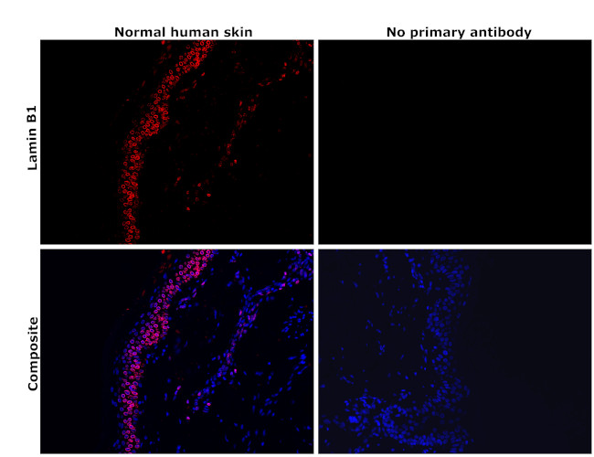 Lamin B1 Antibody in Immunohistochemistry (Paraffin) (IHC (P))