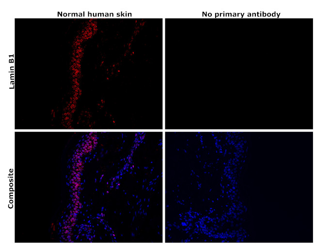 Lamin B1 Antibody in Immunohistochemistry (Paraffin) (IHC (P))