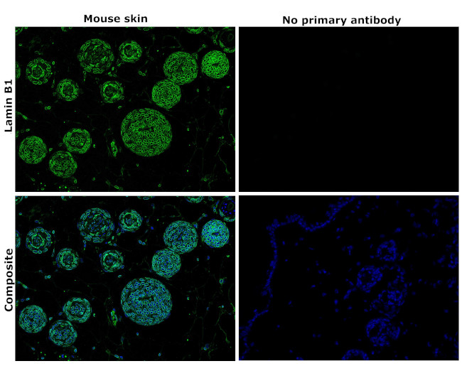 Lamin B1 Antibody in Immunohistochemistry (Paraffin) (IHC (P))