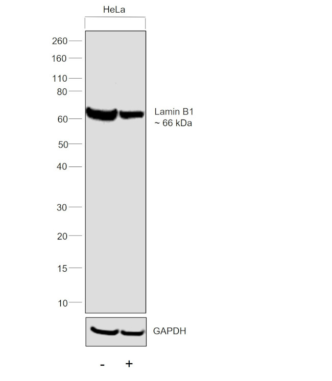 Lamin B1 Antibody