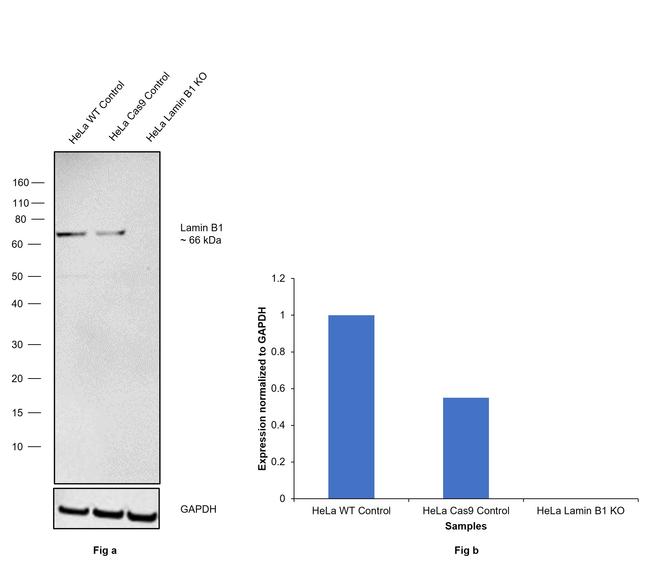 Lamin B1 Antibody in Western Blot (WB)