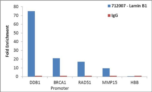 Lamin B1 Antibody