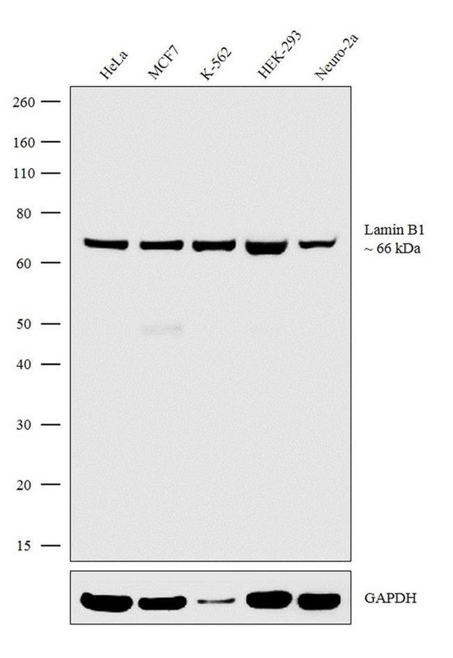 Lamin B1 Antibody in Western Blot (WB)