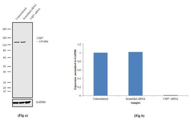 USP7 Antibody in Western Blot (WB)