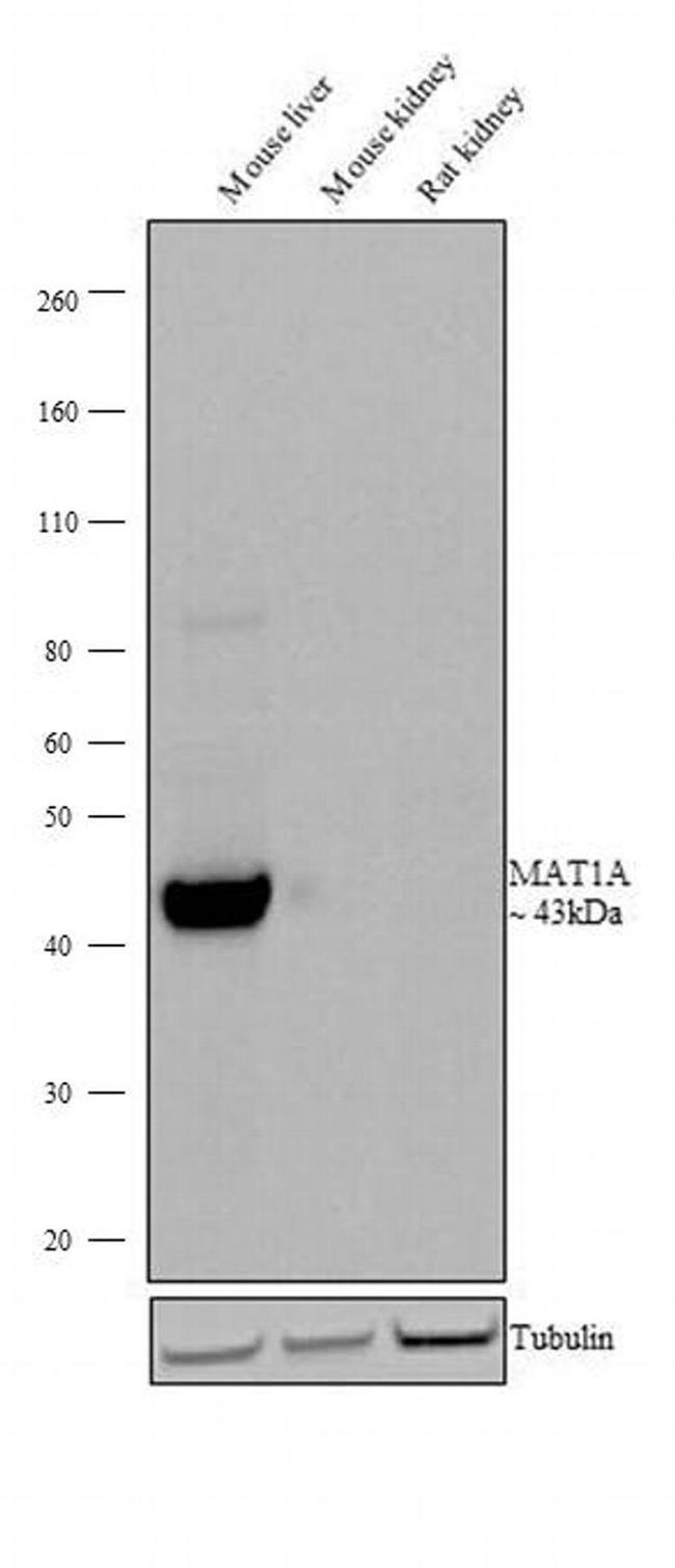 MAT1A Antibody in Western Blot (WB)