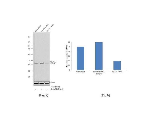 MAT1A Antibody in Western Blot (WB)