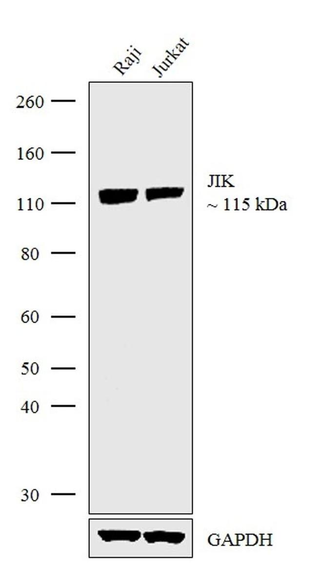 JIK Antibody in Western Blot (WB)