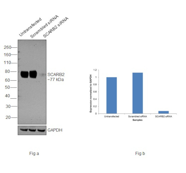 LIMP2 Antibody