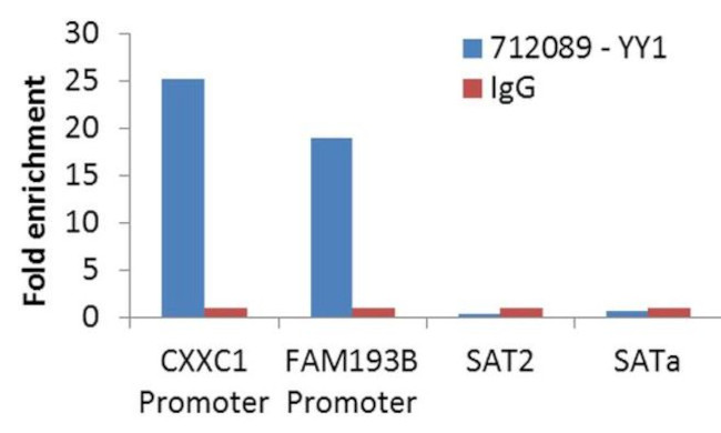 YY1 Antibody in ChIP Assay (ChIP)