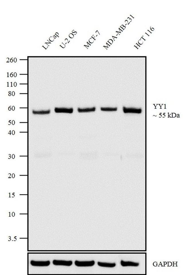 YY1 Antibody in Western Blot (WB)