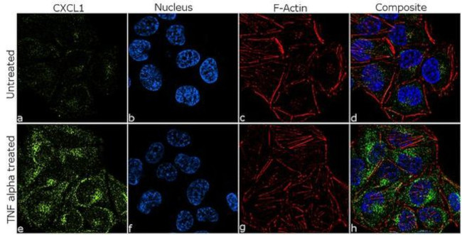 CXCL1 Antibody in Immunocytochemistry (ICC/IF)