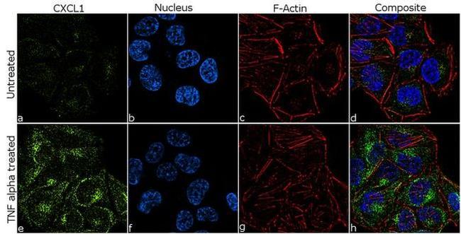 CXCL1 Antibody