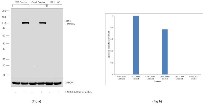 UBE1L Antibody