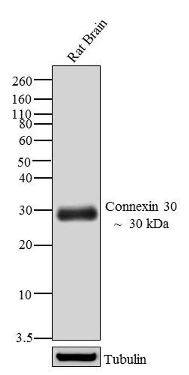 Connexin 30 Antibody in Western Blot (WB)