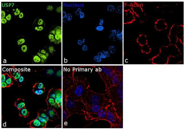 USP7 Antibody in Immunocytochemistry (ICC/IF)