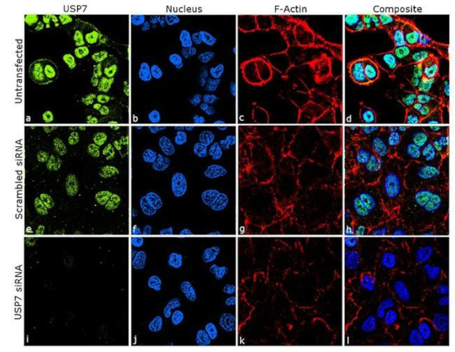 USP7 Antibody in Immunocytochemistry (ICC/IF)