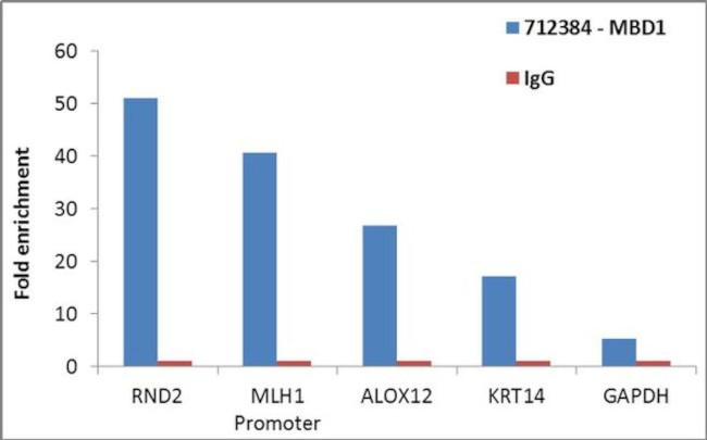 MBD1 Antibody in ChIP Assay (ChIP)